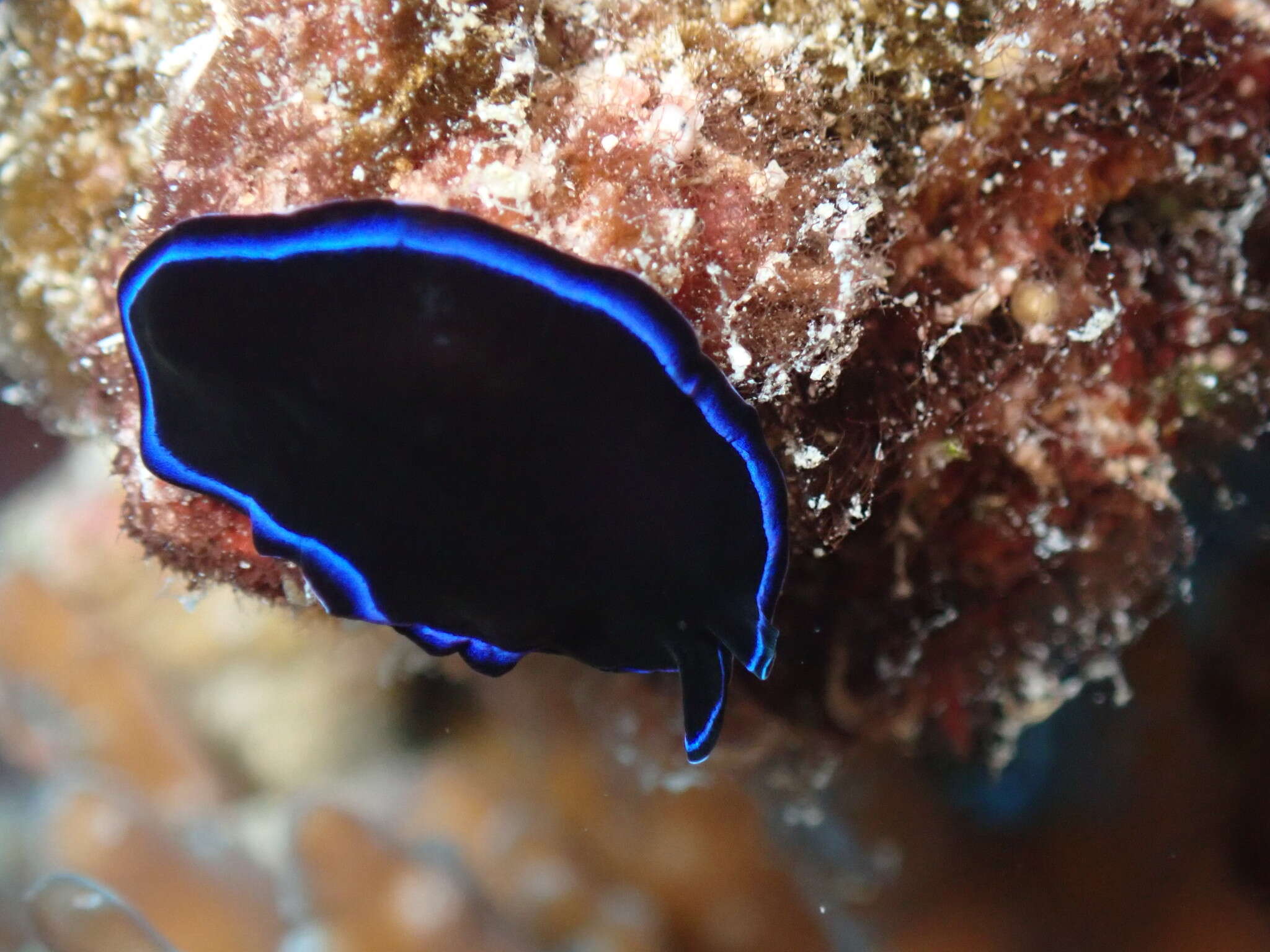 Image of Pseudoceros caeruleocinctus Hyman 1959