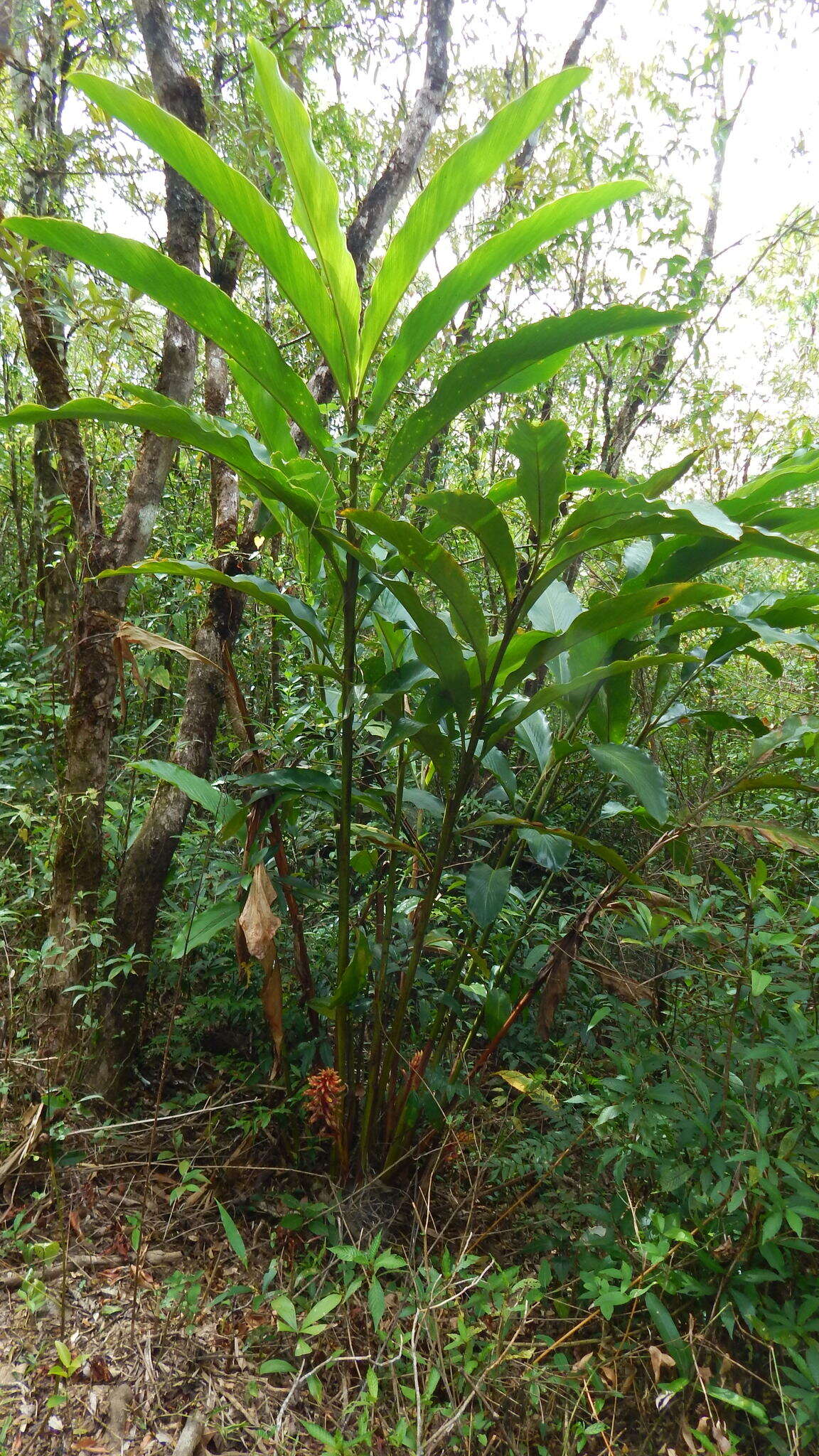 Image of jenjibre-de-jardin