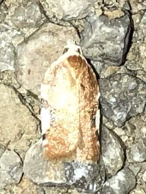 Image of Acleris cervinana Fernald 1882