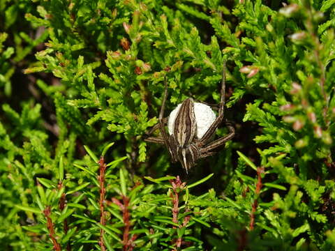 Image of Pisaura acoreensis Wunderlich 1992