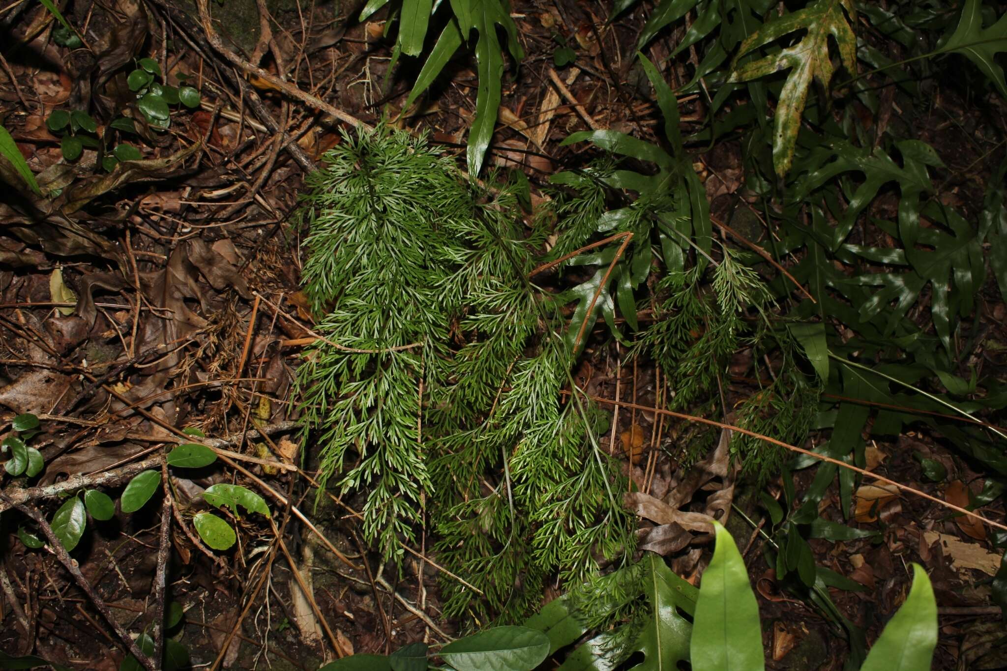 Image of Asplenium daucifolium Lam.