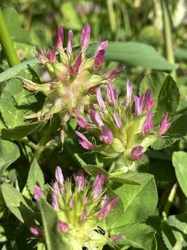 Trifolium spumosum L. resmi