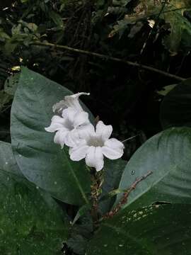 Image of Ruellia proxima Lindau