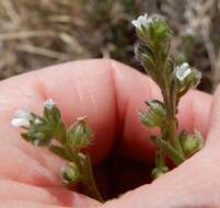 Image of flatspine stickseed