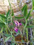 Image of Lathyrus parvifolius S. Watson