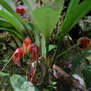 Masdevallia corniculata Rchb. fil.的圖片