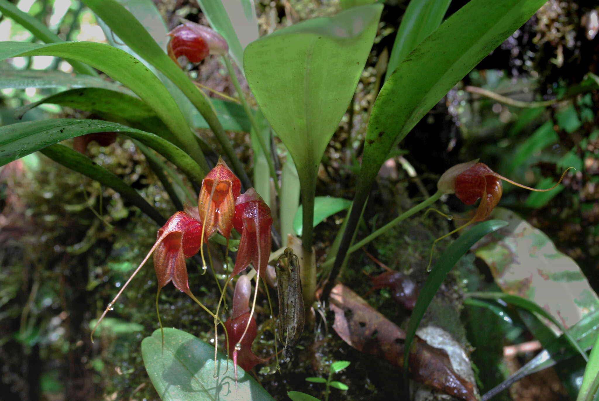 Image of Masdevallia corniculata Rchb. fil.
