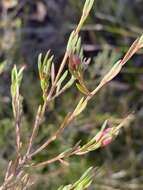 Image of Darwinia biflora (Cheel) B. G. Briggs