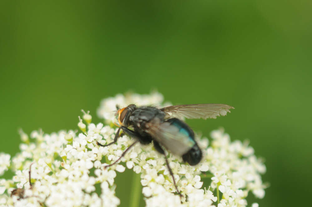 Image of bluebottle blow fly