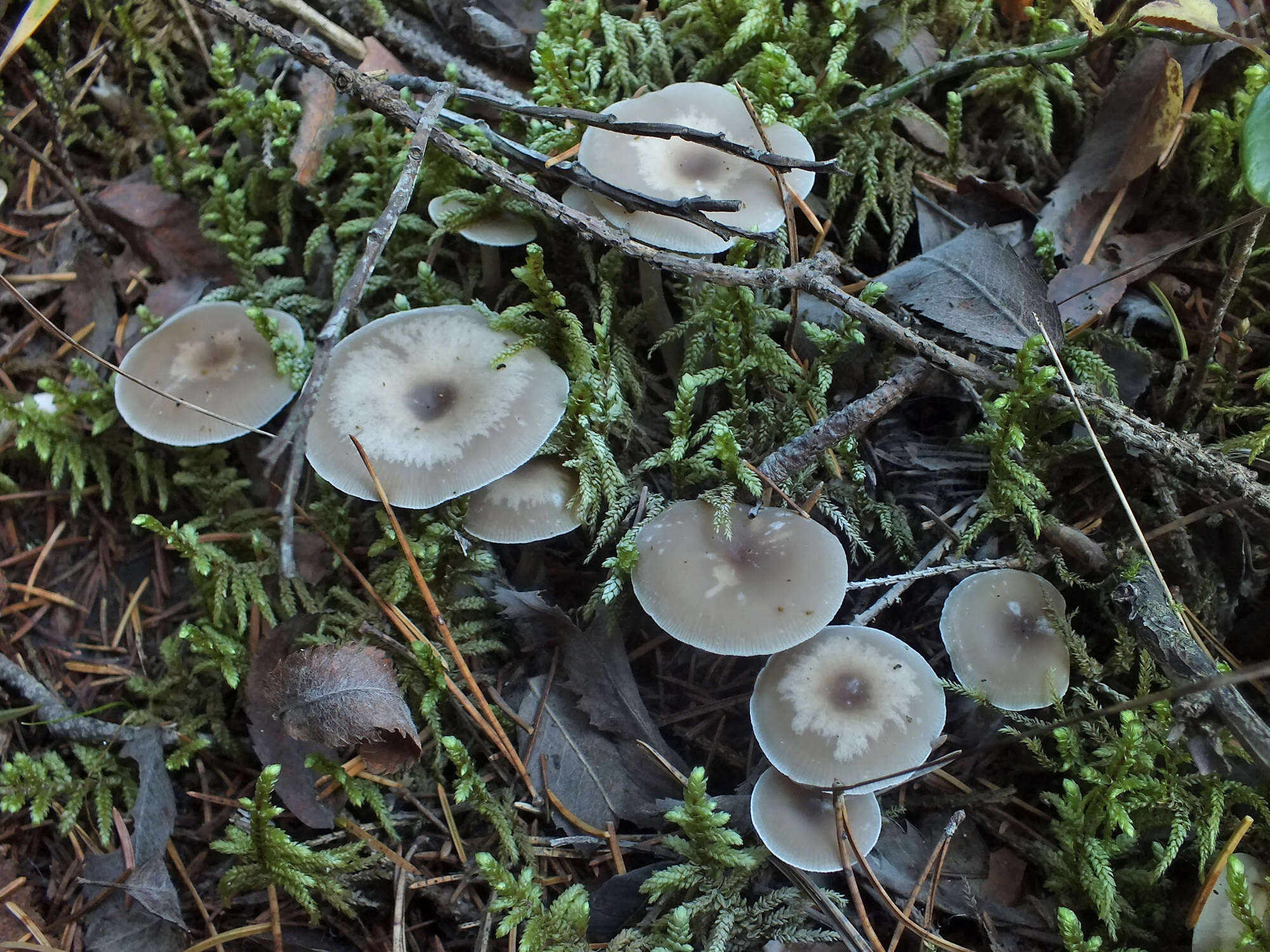 Image of Clitocybe metachroa (Fr.) P. Kumm. 1871