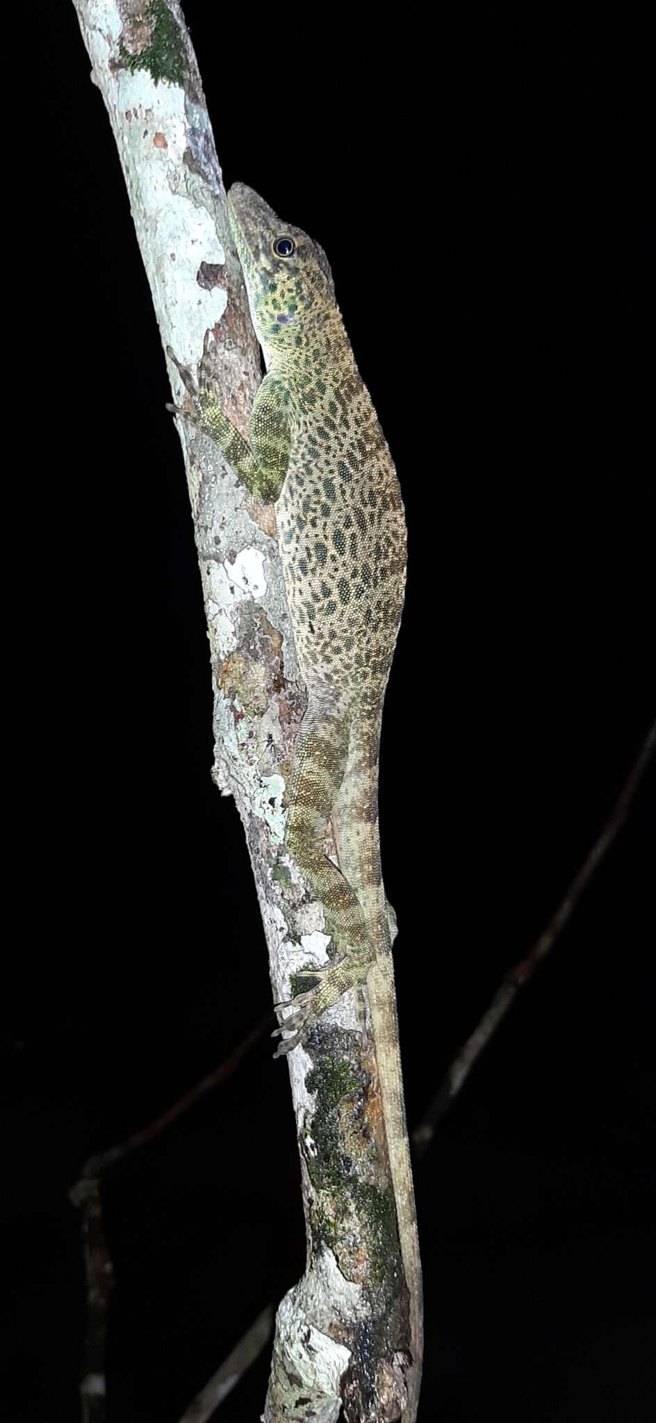 Image of Bridled Anole