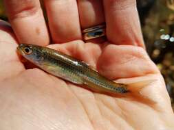 Image of Sandbar shiner