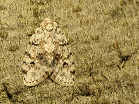 Image of Little White Lichen Moth