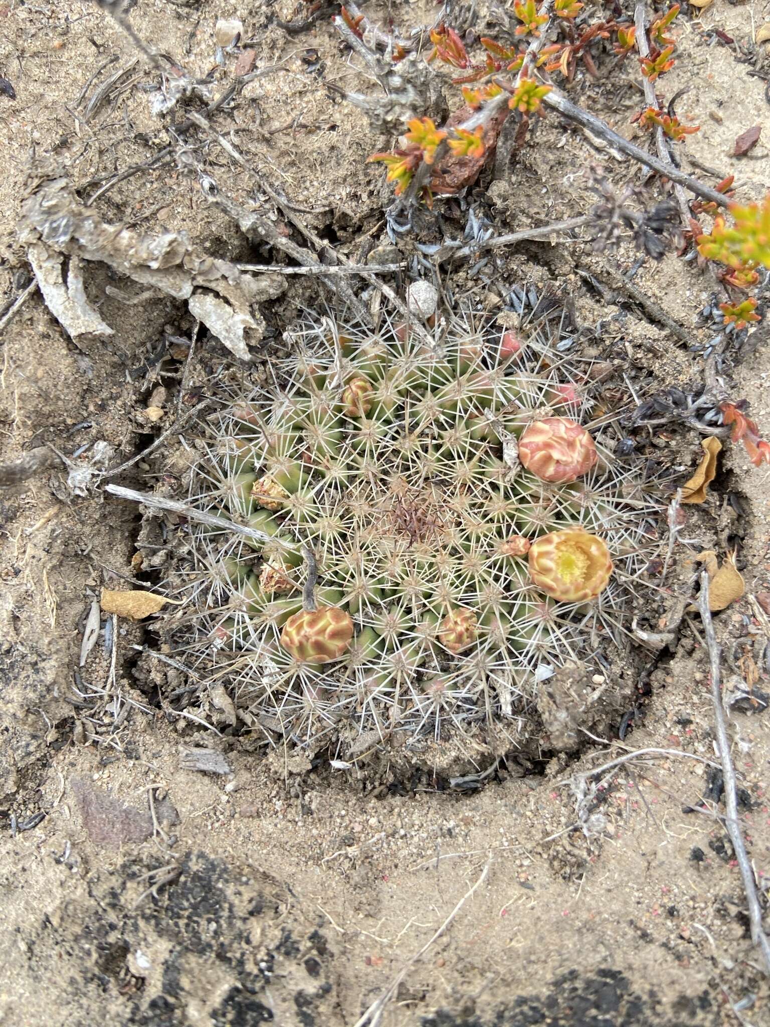 Image de Mammillaria brandegeei subsp. brandegeei