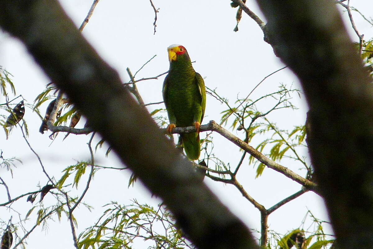 صورة Amazona xantholora (Gray & GR 1859)