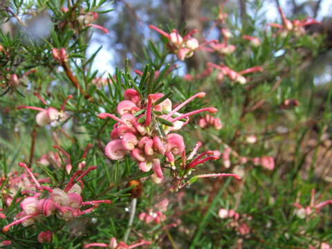 Image of Grevillea rosmarinifolia A. Cunn.