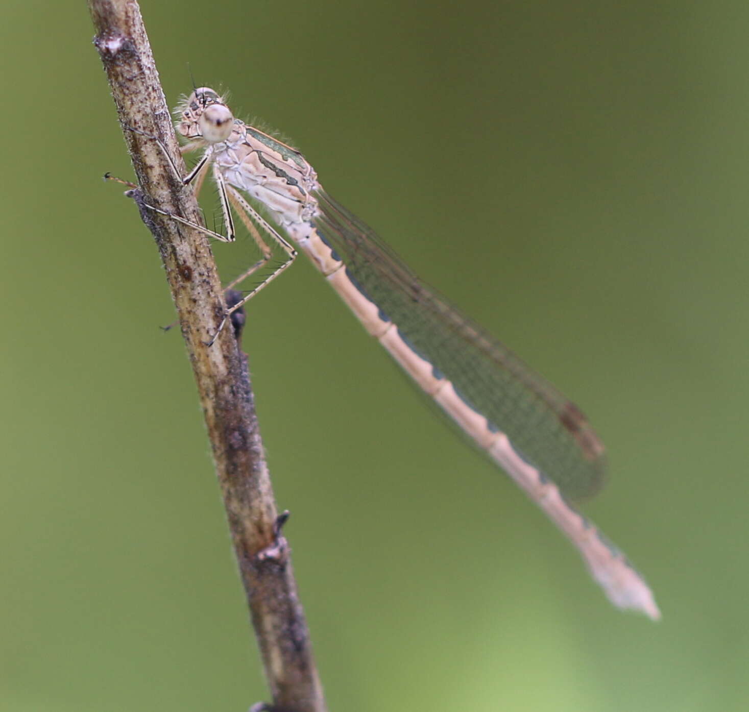 Image of Siberian Winter Damsel