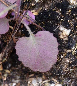 Image of Lobelia aurita (Brandegee) T. J. Ayers