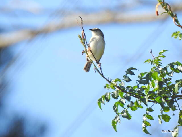 Image of Tawny-flanked Prinia