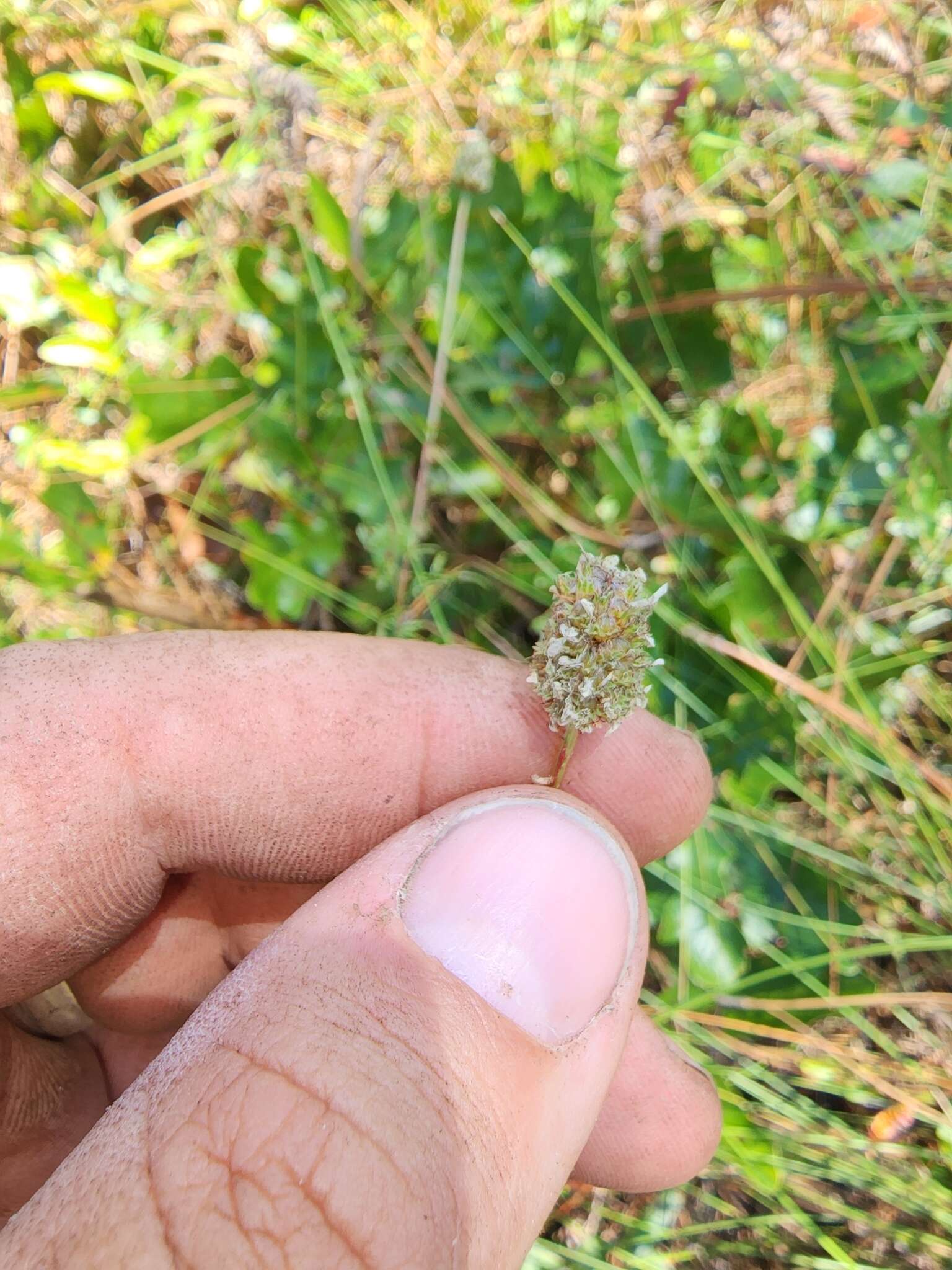 Image of Dalea carnea var. albida (Torr. & A. Gray) Barneby