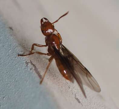 Image of <i>Lasius interjectus</i>