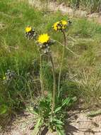 Image of Pilosella cymosa (L.) Sch. Bip., F. W. Schultz & Sch. Bip.