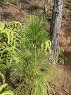 Image de Pinus caribaea Morelet