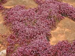 Image of Sedum caeruleum L.