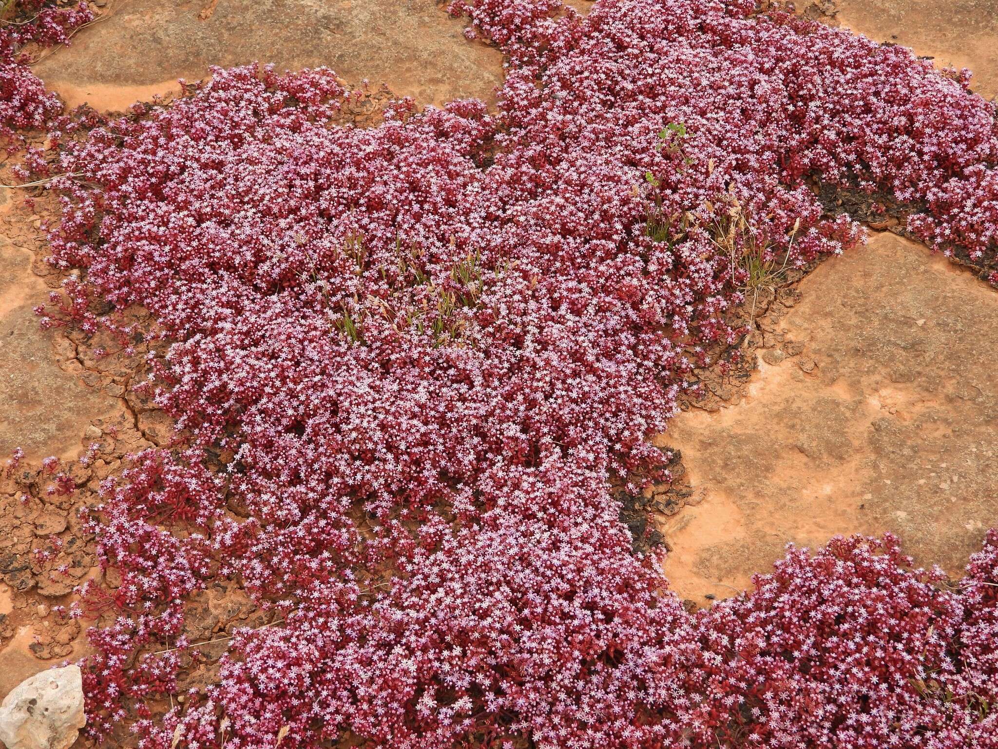 Image of Sedum caeruleum L.