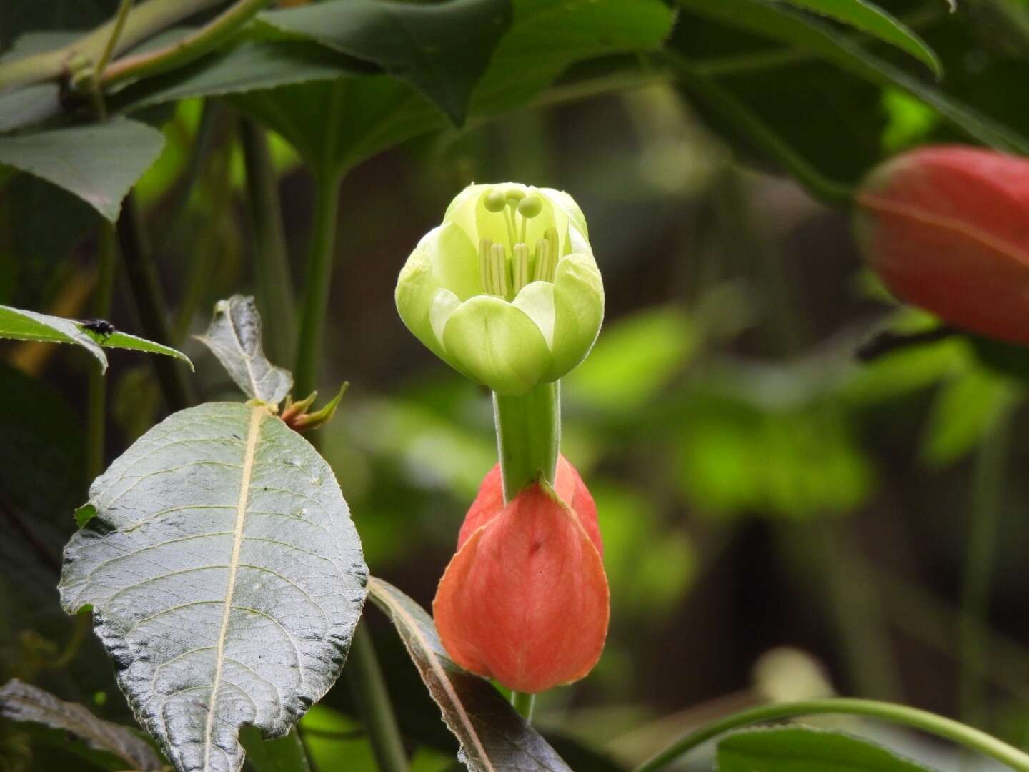 Passiflora ampullacea Harms的圖片