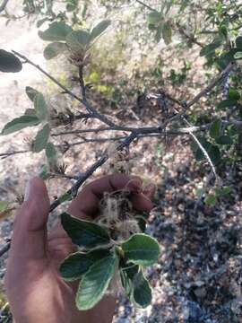 Image of Cercocarpus macrophyllus C. Schneid.