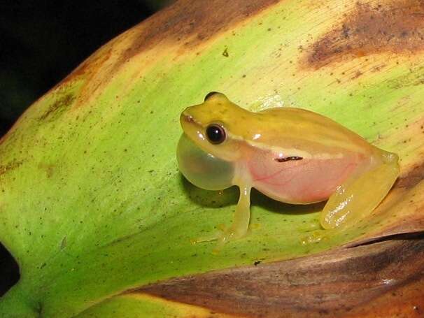 Image of Painted Treefrog