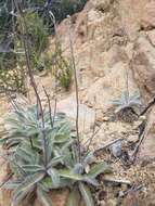 Image of southern hawkweed