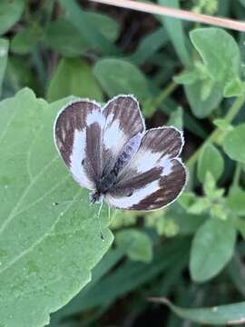 Слика од Colotis pallene (Hopffer 1855)