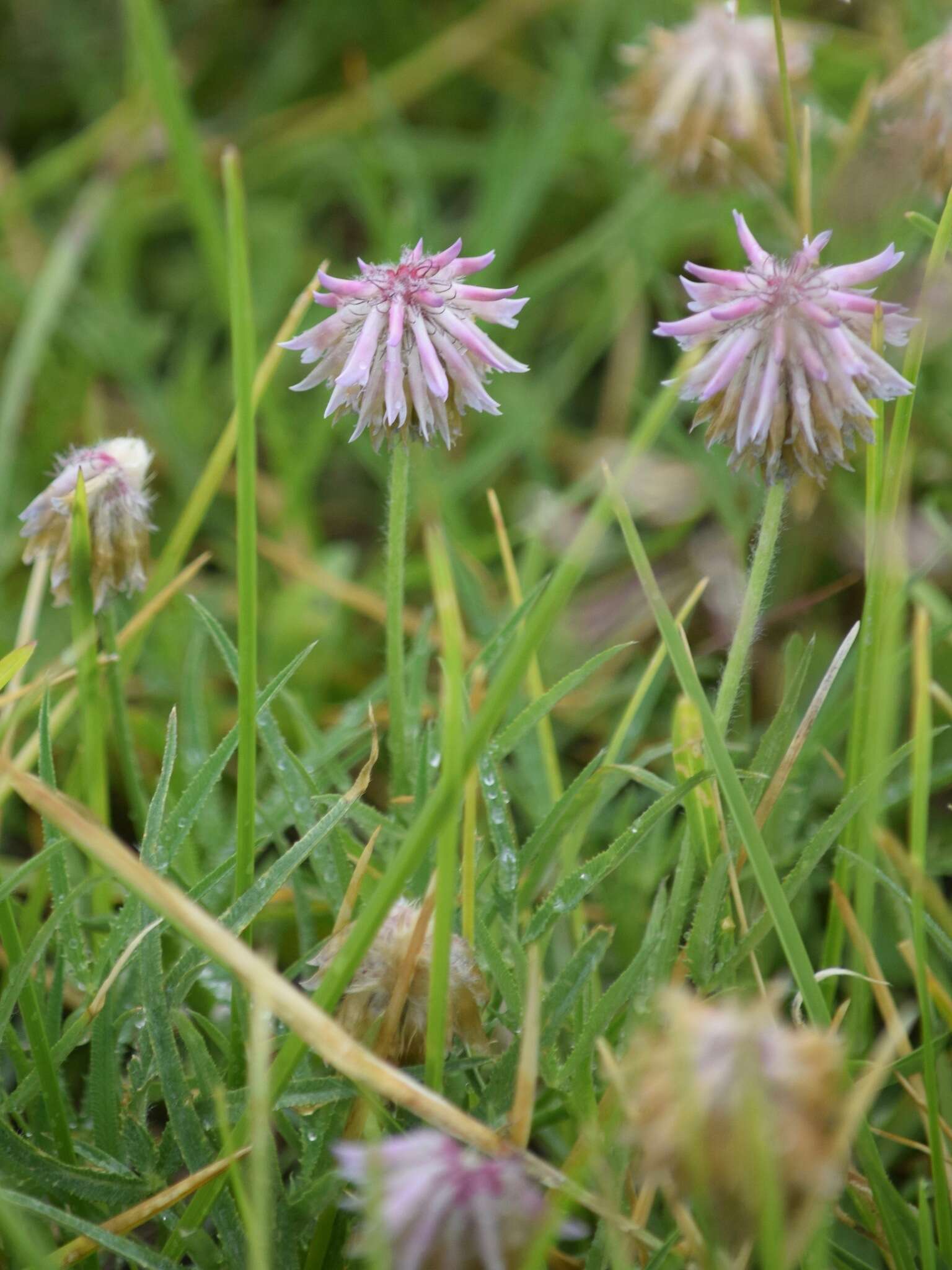 Слика од Trifolium eriocephalum subsp. cusickii (Piper) J. M. Gillett