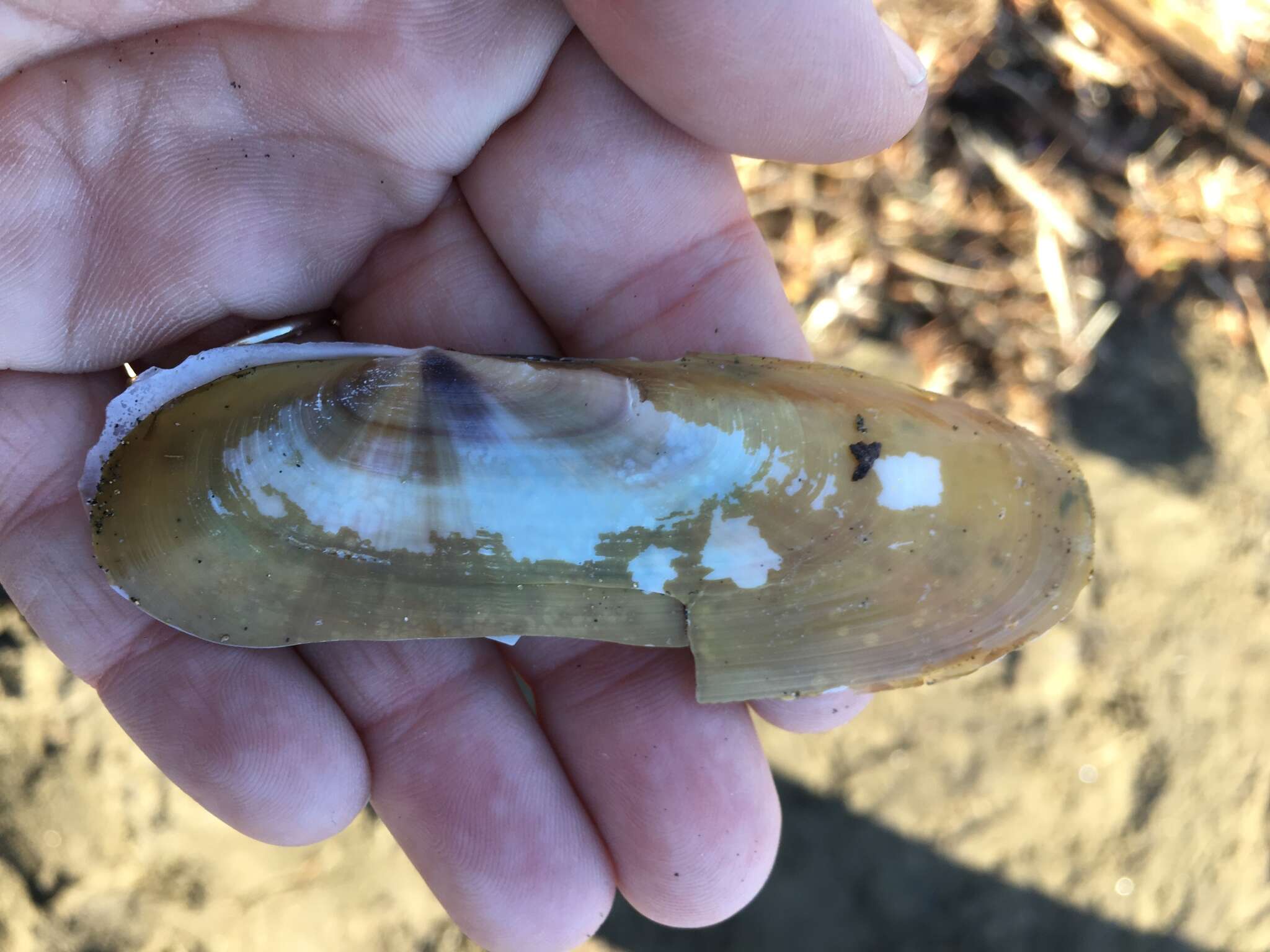 Image of Pacific razor clam