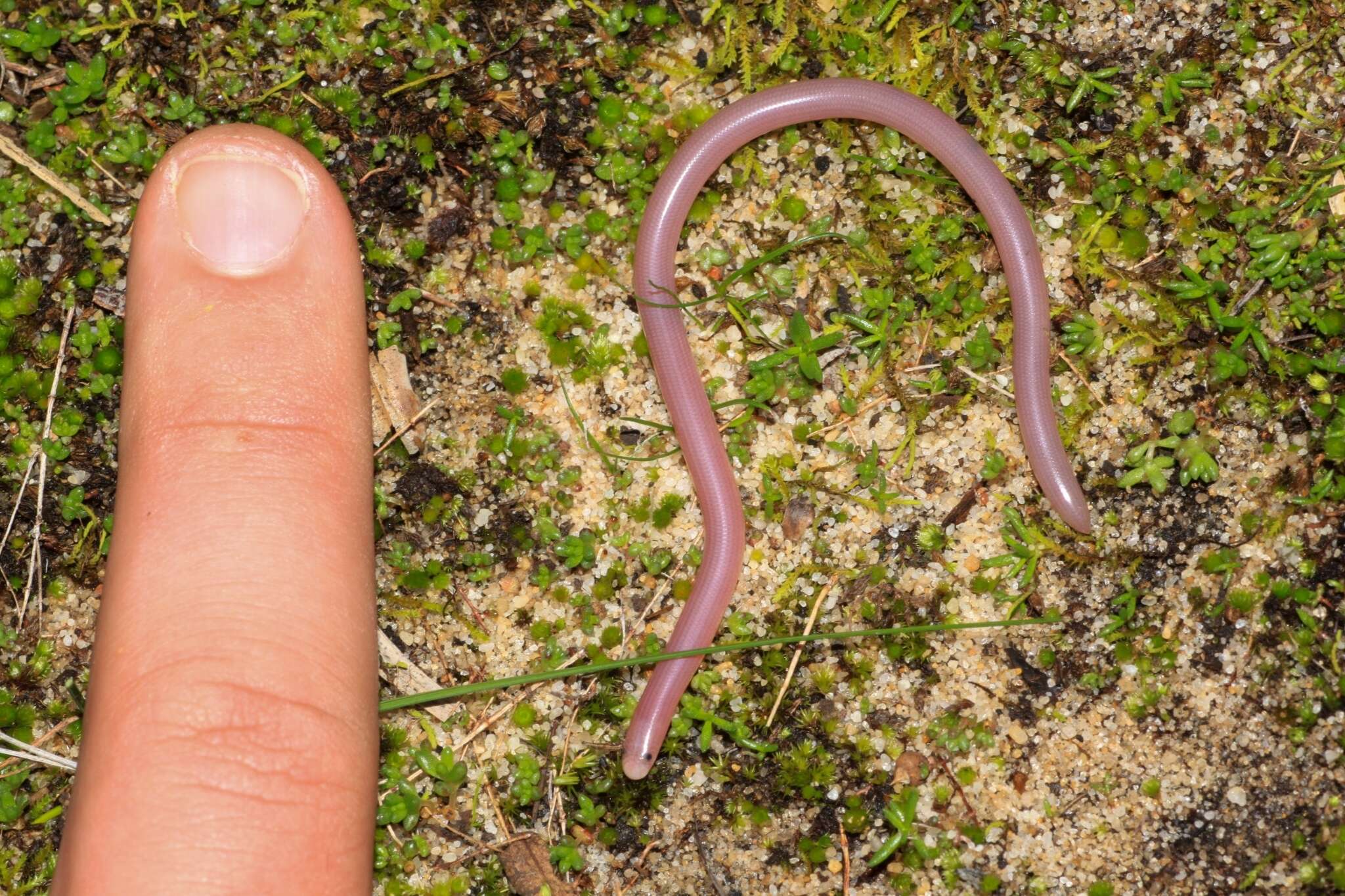 Image of Southern Blind Snake