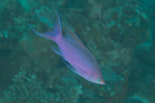 Image of Amethyst anthias