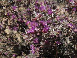 Ruschia divaricata L. Bol. resmi