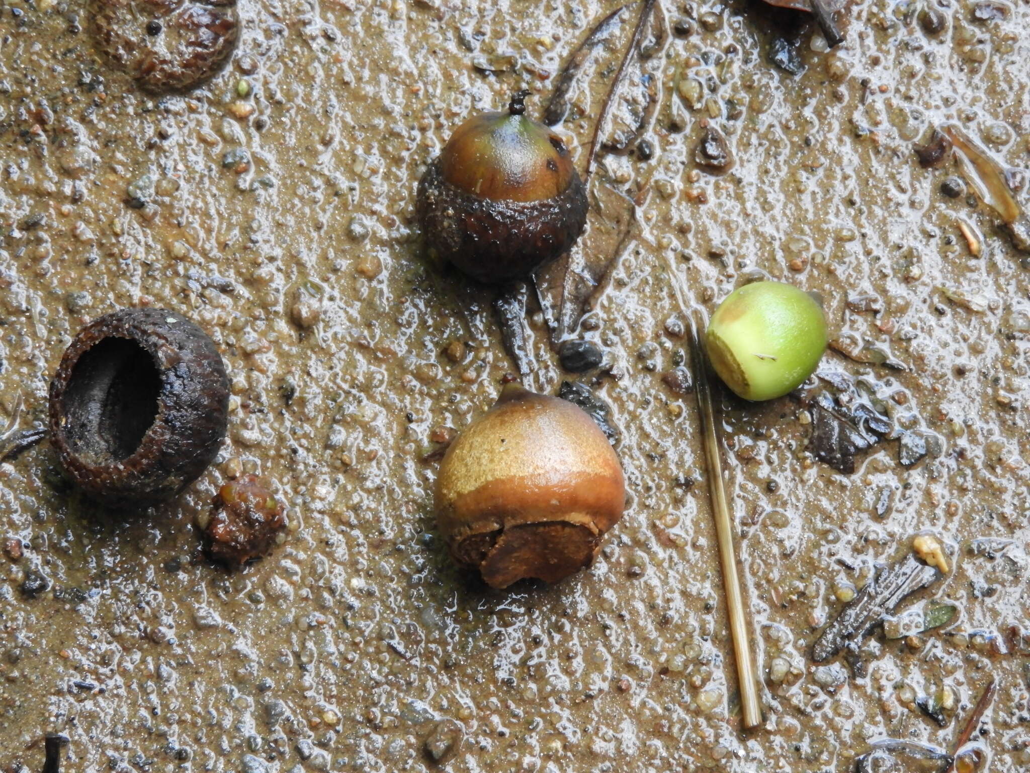 Image of Andean oak