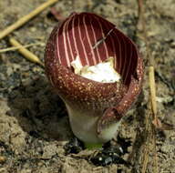 Image of Amorphophallus aphyllus (Hook.) Hutch.