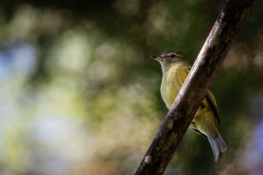 Image of Rough-legged Tyrannulet