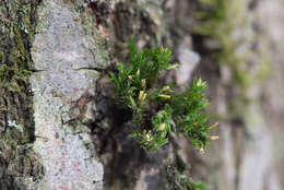 Image of <i>Lewinskya speciosa</i>