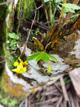 Image of Erycina pusilla (L.) N. H. Williams & M. W. Chase