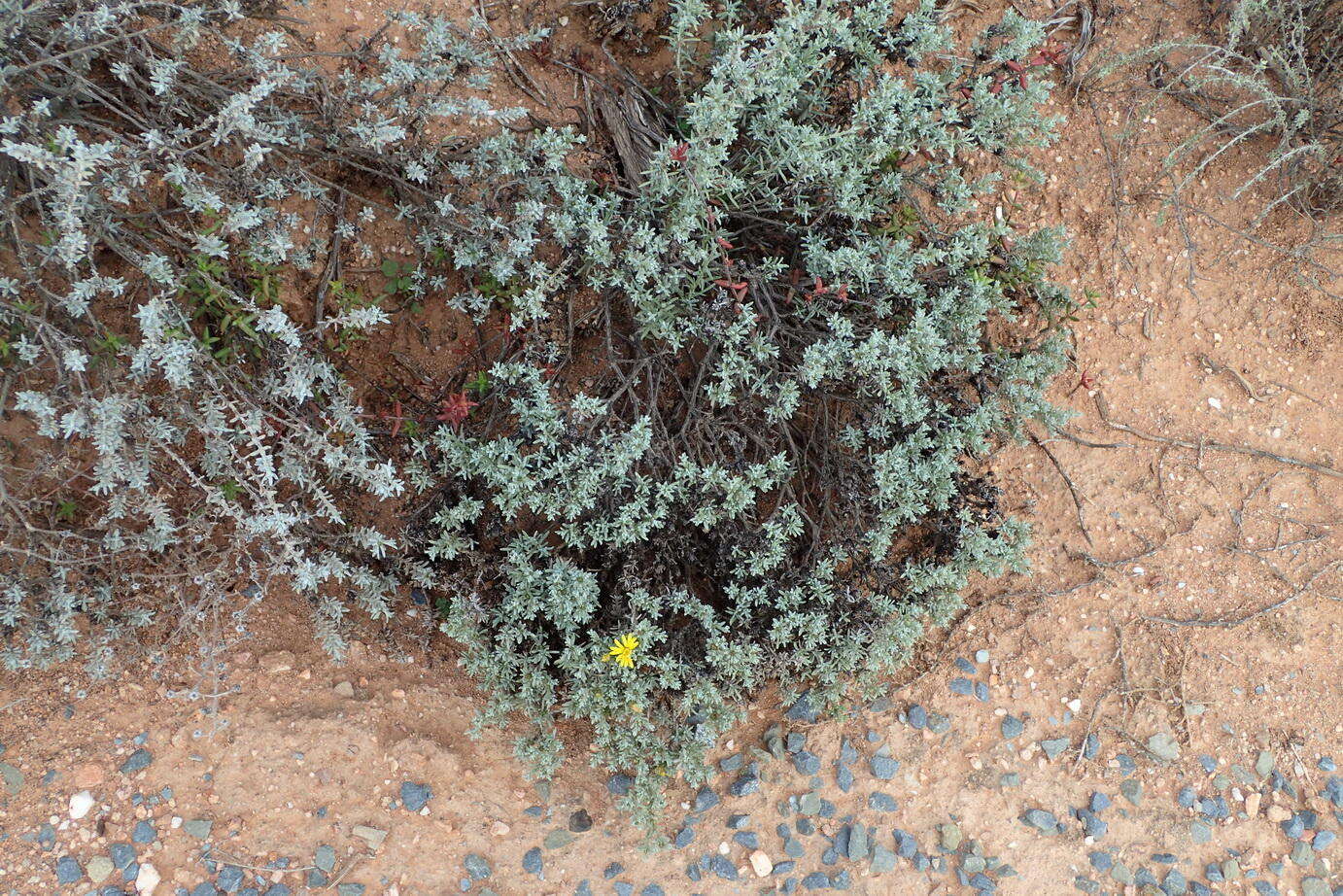 Image of Oedera oppositifolia (DC.) N. G. Bergh