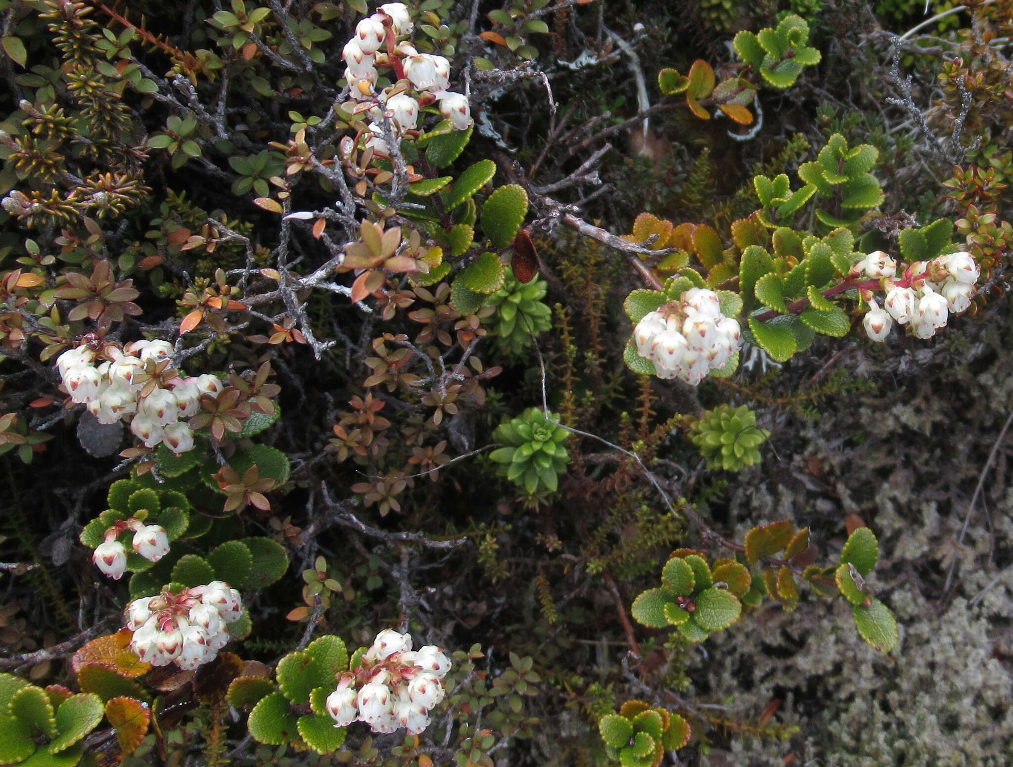 Image of Gaultheria colensoi Hook. fil.