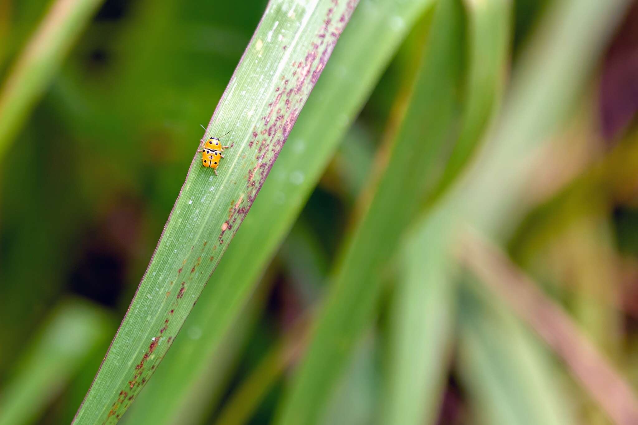 صورة Griburius larvatus (Newman 1840)