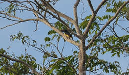 Image of Lettered Aracari