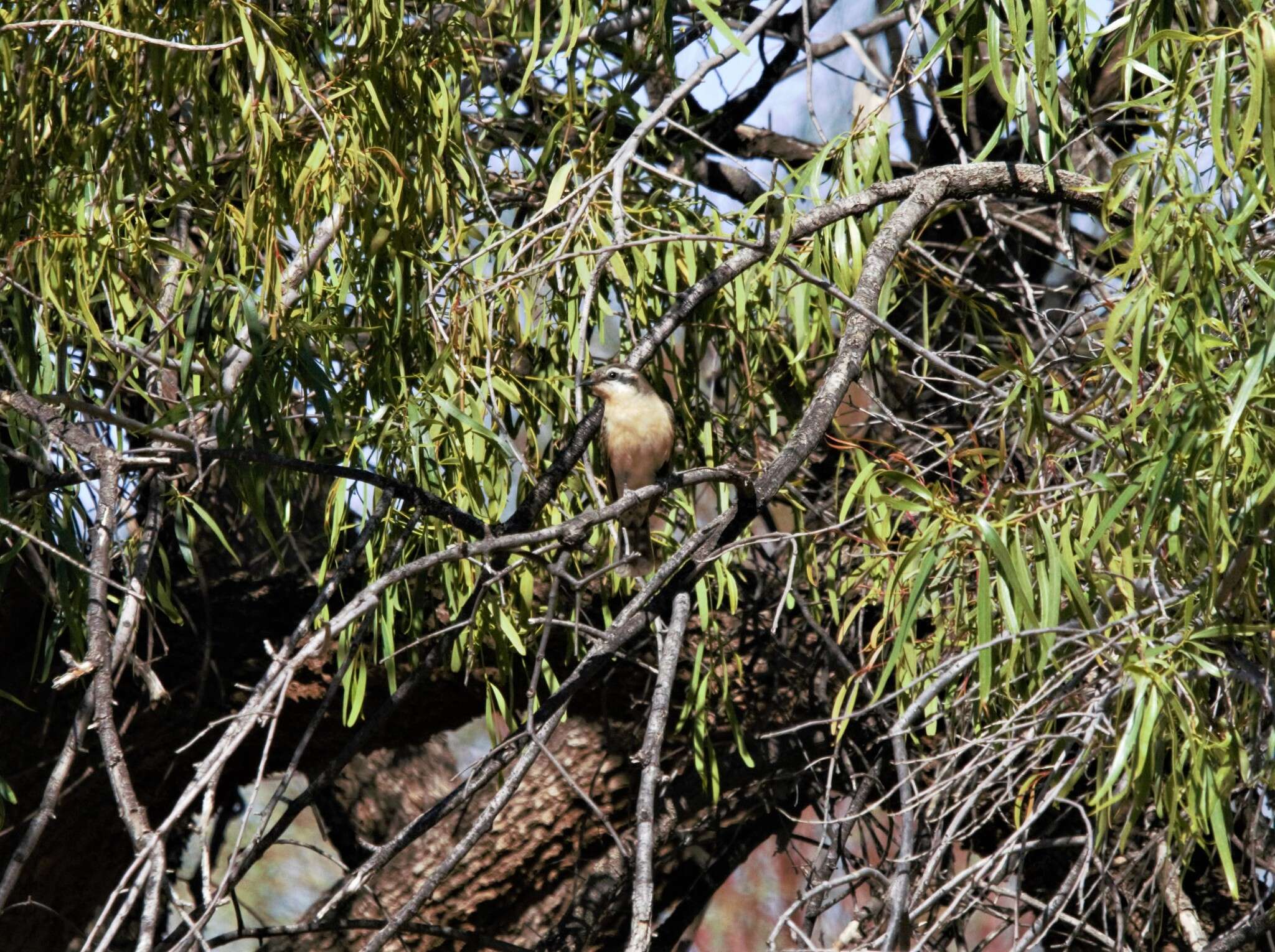 Image of Black-eared Cuckoo