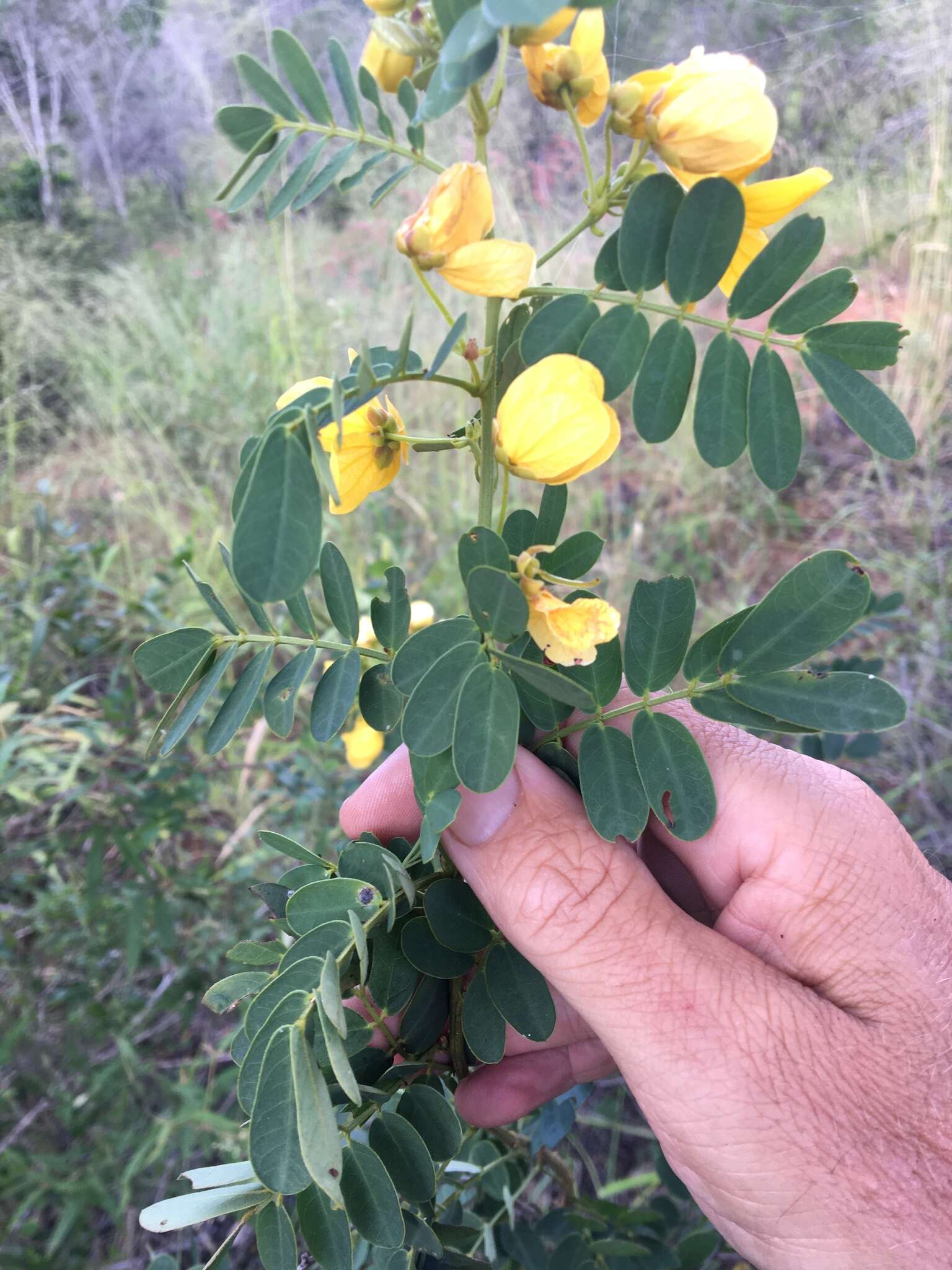 Senna gaudichaudii (Hook. & Arn.) H. S. Irwin & Barneby resmi